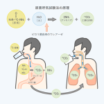 尿素呼気試験の原理