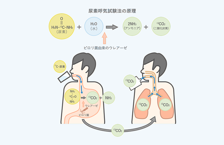 尿素呼気試験の原理